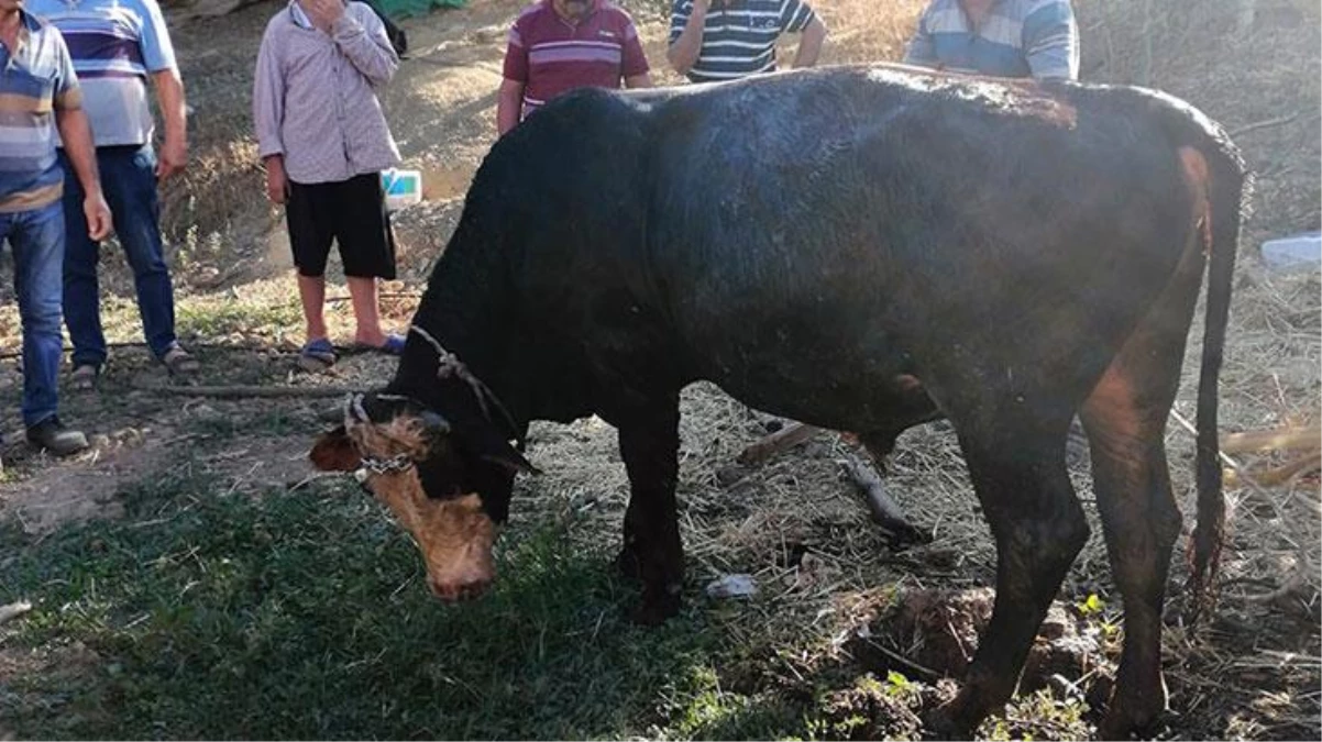 Kurbanlık dana 10 metrelik su kuyusuna düştü! İtfaiye ekipleri kurtarmak için büyük uğraş verdi