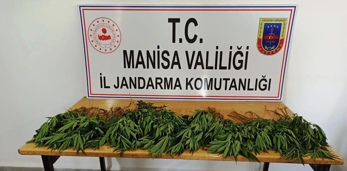 Sarıgöl\'de ormanlık alanda ekili 60 kök Hint keneviri ele geçirildi