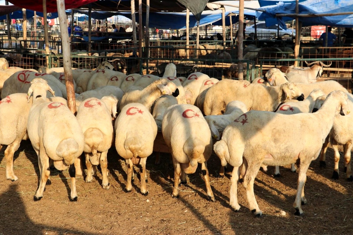 Toroslar\'da kurban satış ve kesim yerleri bayrama hazır