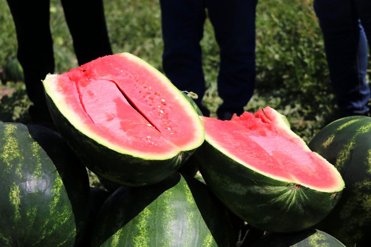 Almanya ve Rusya\'nın karpuzu Adana\'dan
