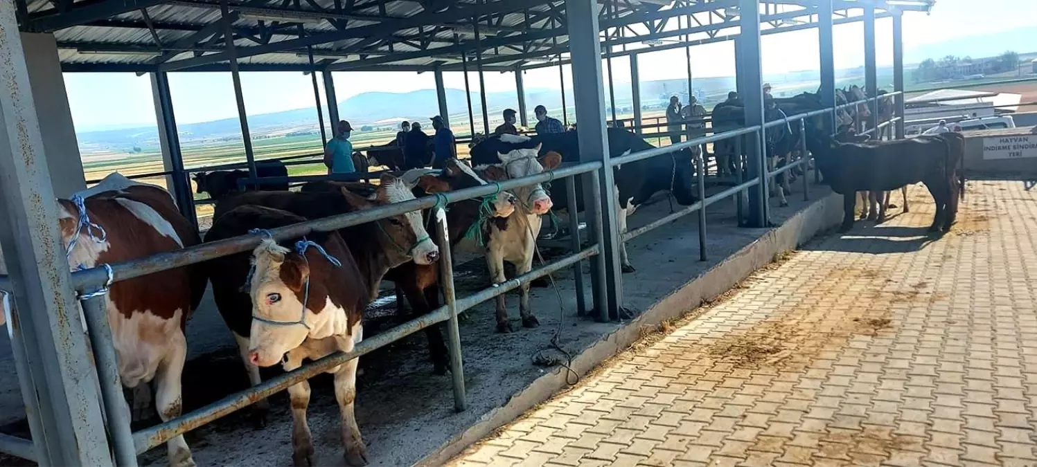 Aslanapa Canlı Hayvan Pazarı ve Borsası ekonomiye katkı sağlıyor