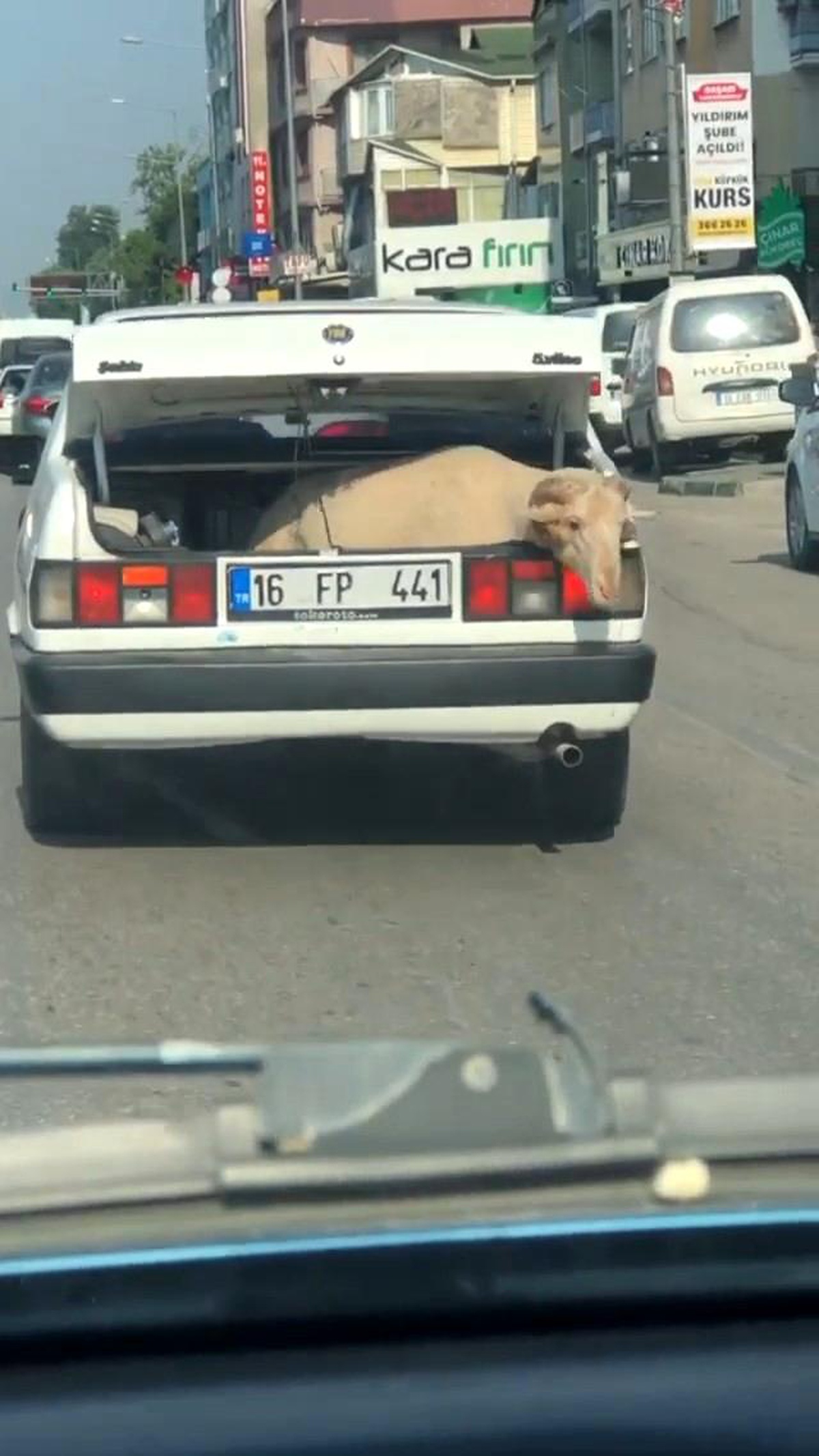 Bagajda yolculuk yapan koyun kameralara yansıdı