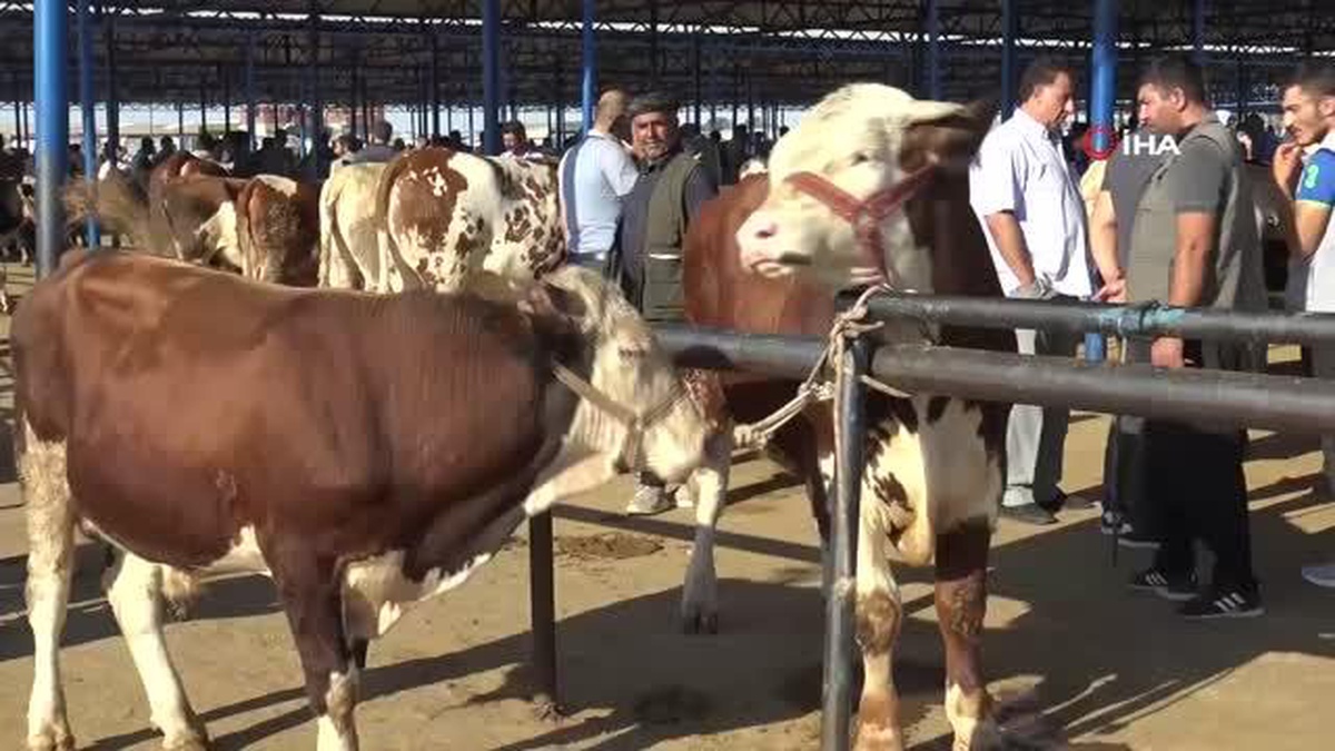Bölgenin en büyük hayvan pazarında hareketlilik devam ediyor