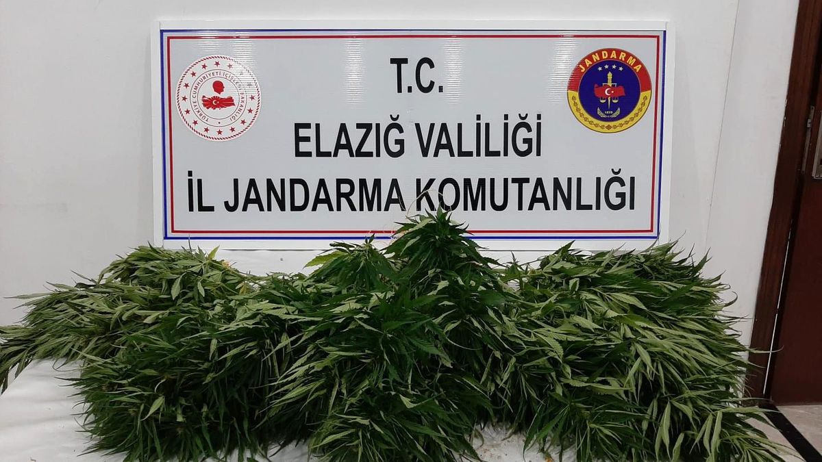 Elazığ\'da 73 kök kenevir ele geçirildi