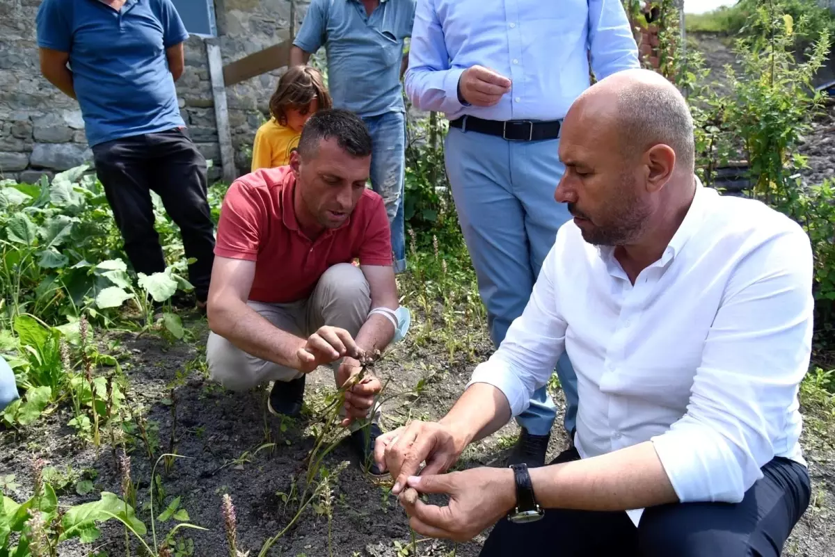 Fındığa alternatif salep: 1 m2 salep 1 dönüm fındığa eş değer