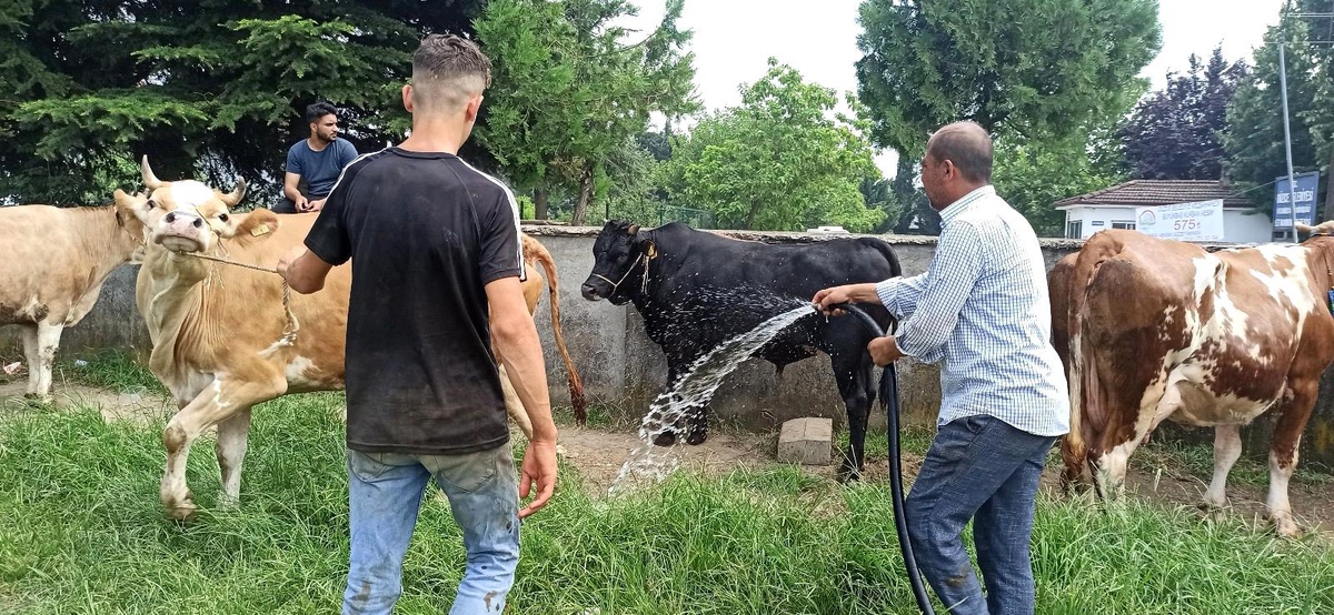 Hava sıcaklığı artınca kurbanlıklar su ile serinledi