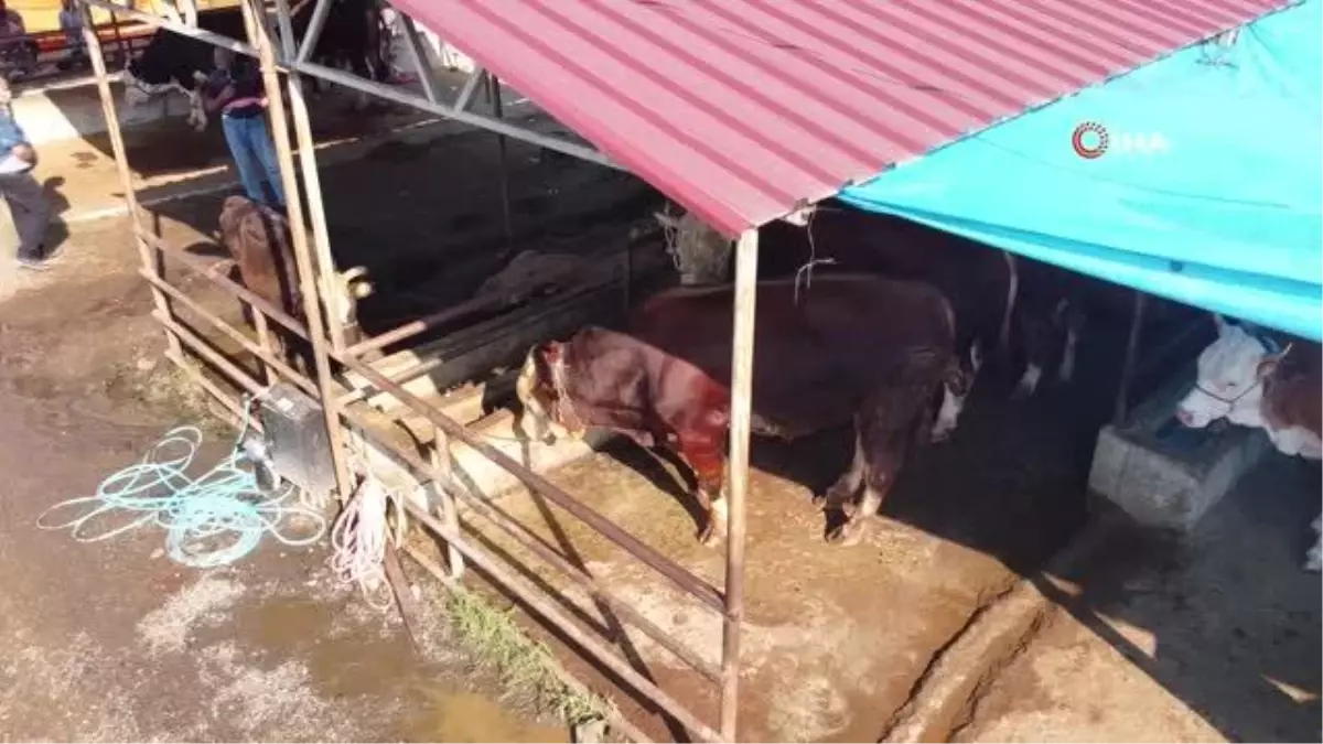 İkiz boğalar pazarın gözdesi oldu