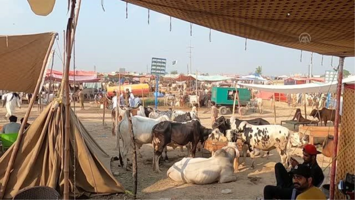 İSLAMABAD - Pakistan\'ın renkli kurban pazarlarında bayram yoğunluğu yaşanıyor