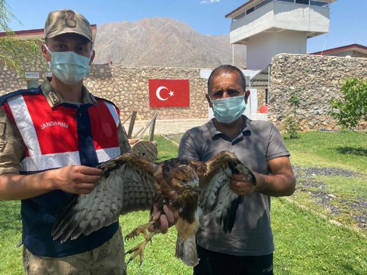 Son dakika haberi: Jandarmanın yaralı bulduğu kızıl şahine tedavi