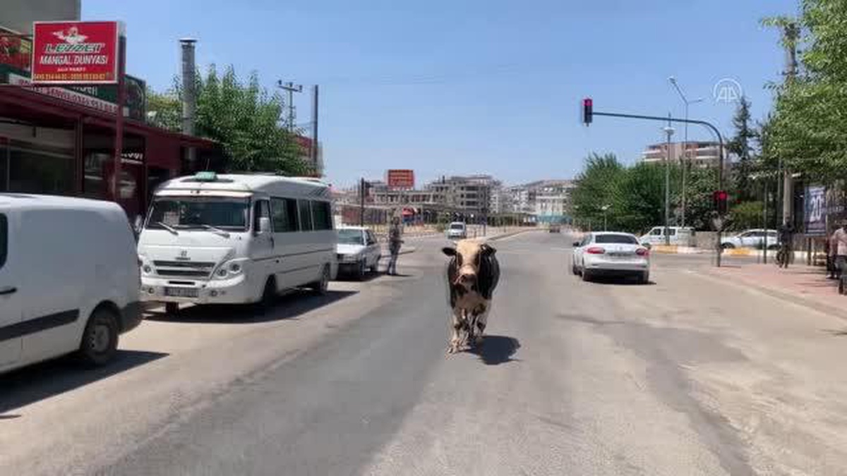 Kaçan kurbanlık boğa zor anlar yaşattı