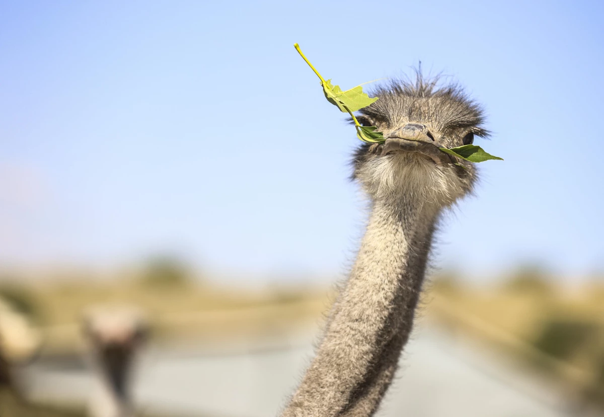 Kırşehir\'deki çiftliğinde 26 yıldır deve kuşu yetiştiren emekli Gedikarslan, taleplere yetişmekte zorlanıyor