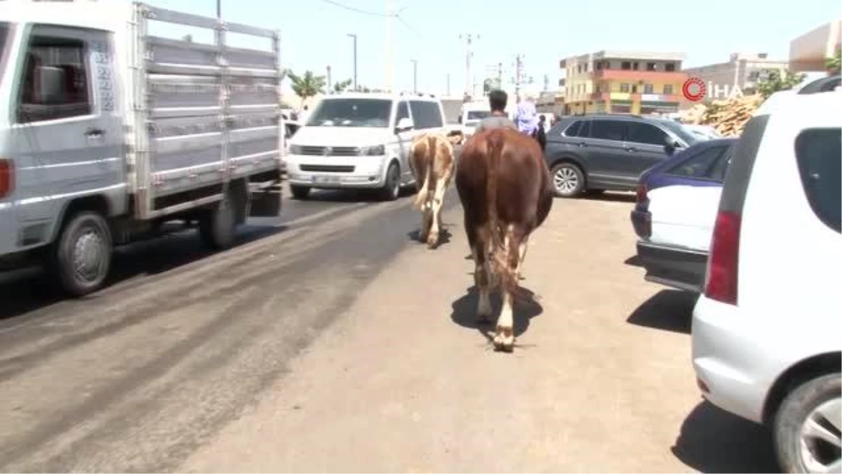 Kurban Pazarı\'nda arefe günü yoğunluğu