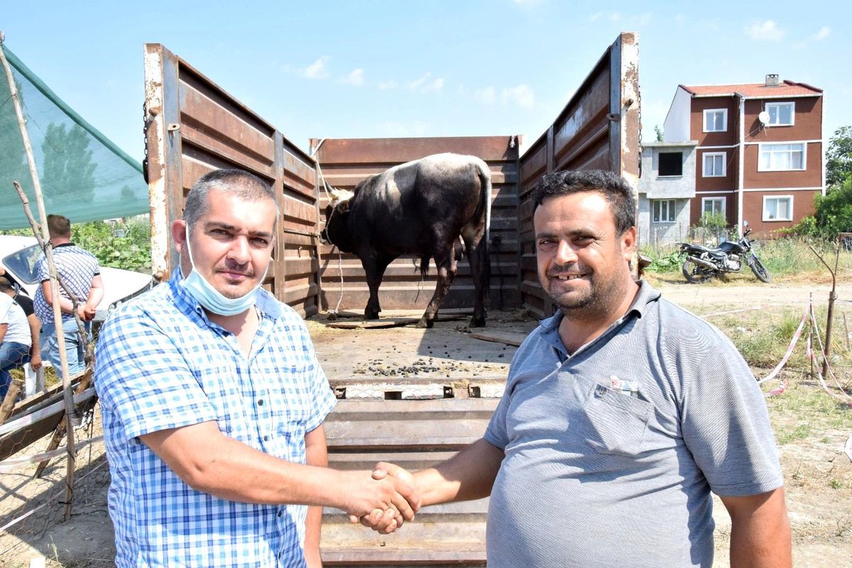Lapseki\'de kurbanlık hayvan pazarı kuruldu