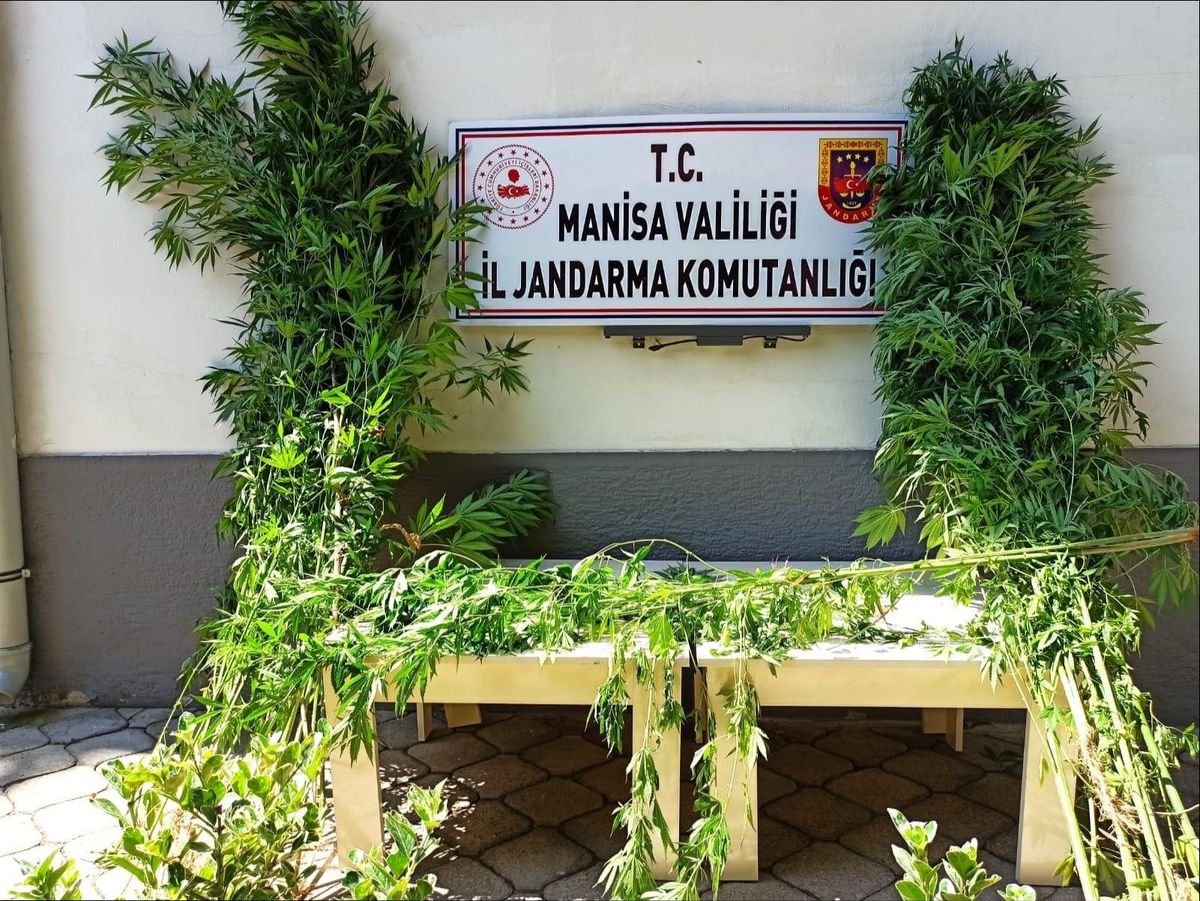 Manisa\'da 40 kök Hint keneviri yakalandı