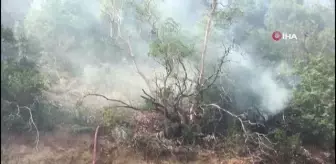 Osmaneli'de orman yangını: 10 hektar ormanlık alan yandı