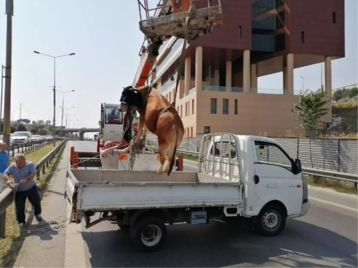 Son dakika haberi! PENDİK\'TE KAÇAN BOĞAYI KURTARMA OPERASYONU