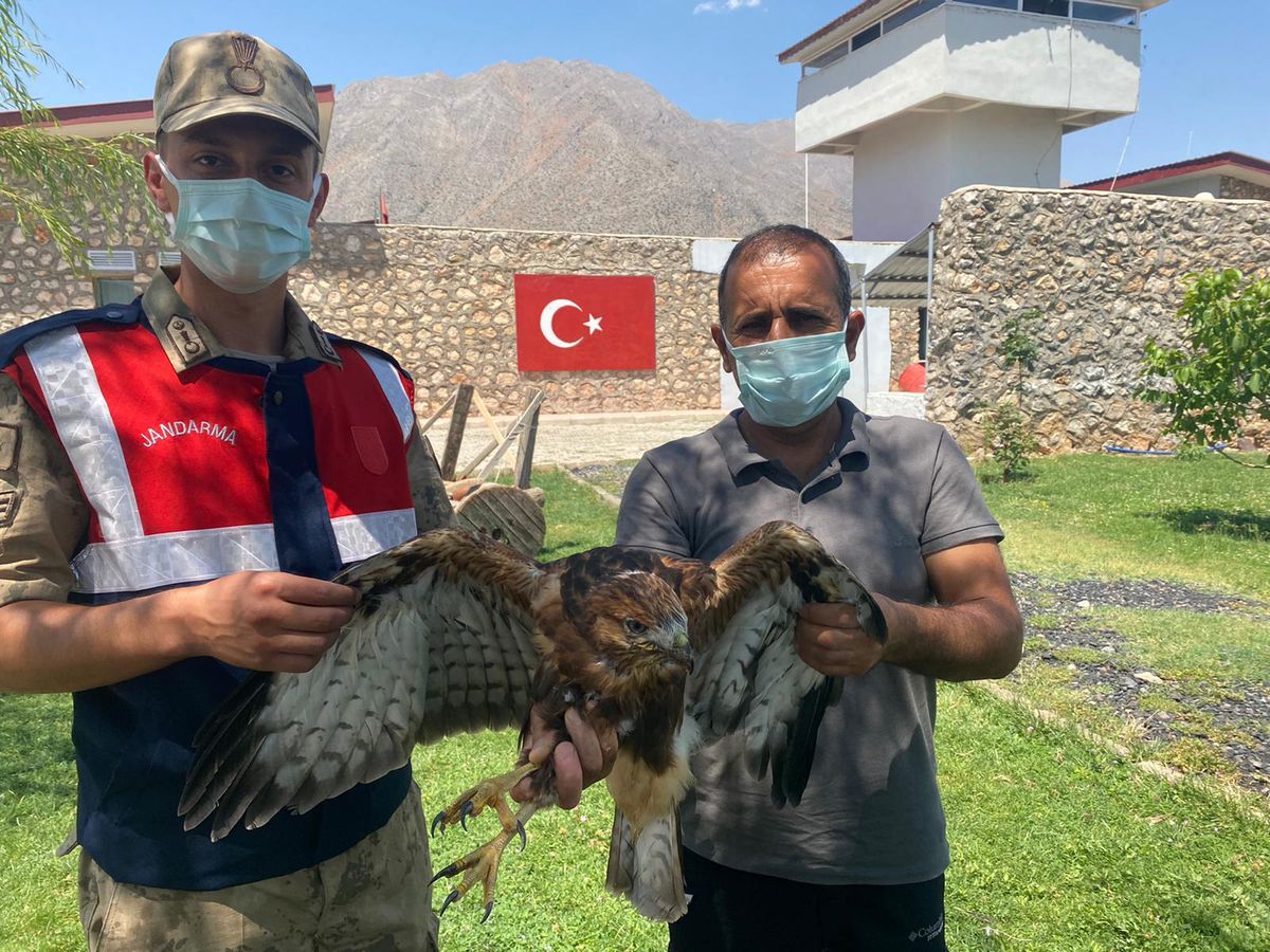 Tunceli\'de yaralı halde bulunan kızıl şahine jandarmadan şefkat eli