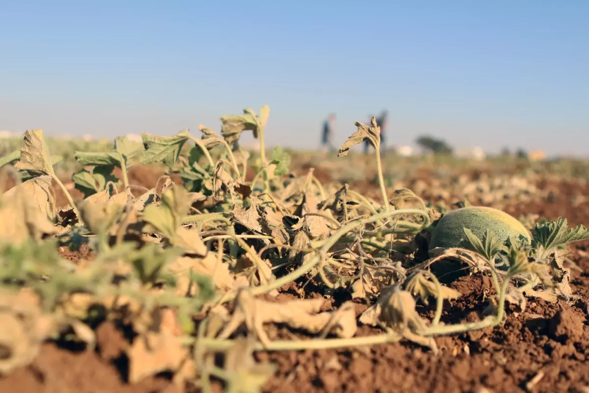 Ürdün\'de görülen aşırı sıcaklar, yaz mahsullerini olumsuz etkiledi