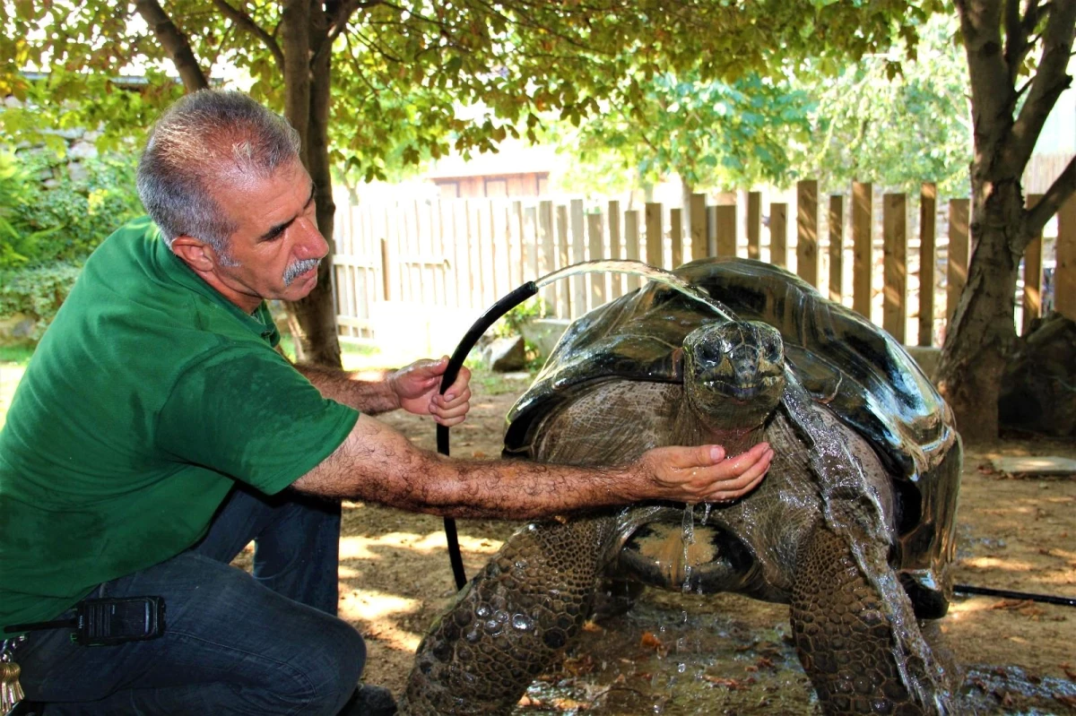 101 yaşındaki kaplumbağaya hortumlu serinlik
