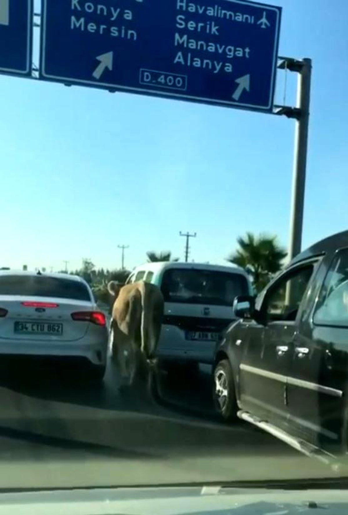 Antalya\'da firari dana araç trafiğinde ilerledi