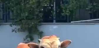 Çekmeköy'de kaçan kurbanlık, sahibine zor anlar yaşattı