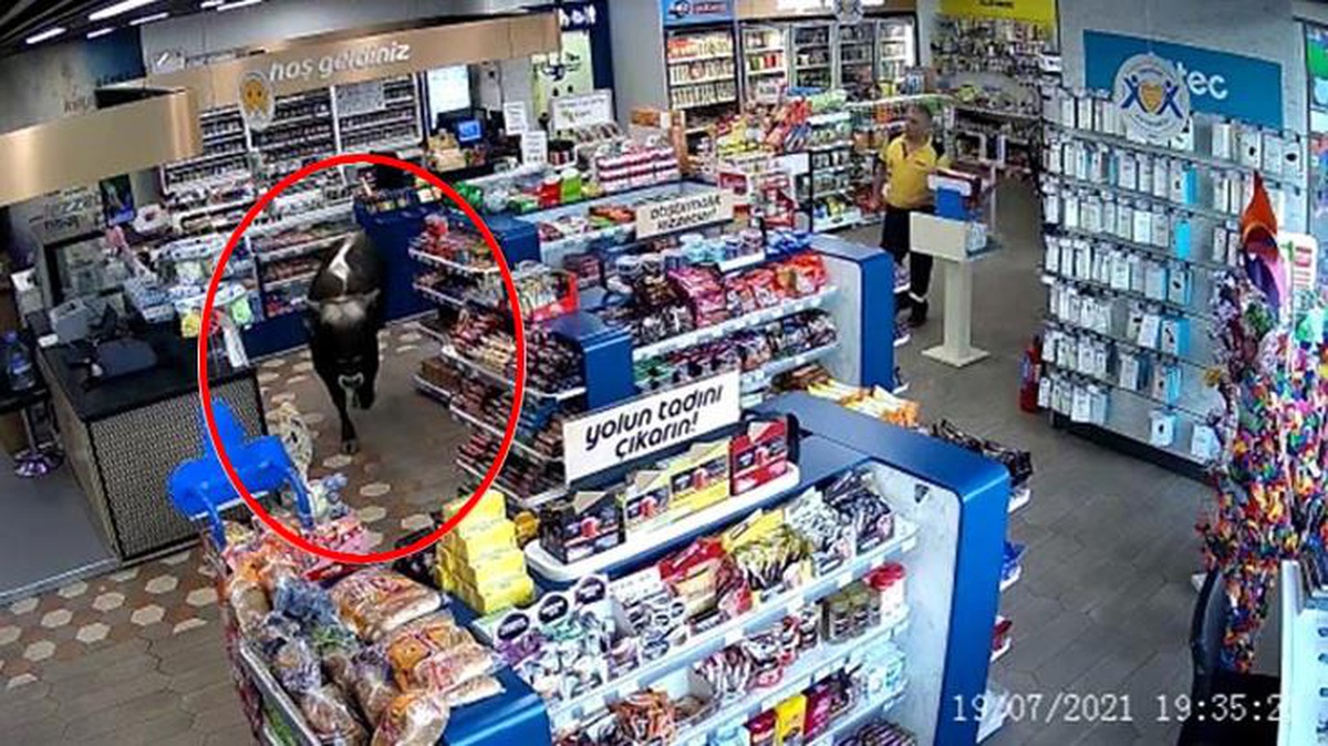 Kurban firarda! Sahibinin elinden kaçan dana markete daldı, danayı görenler neye uğradığını şaşırdı