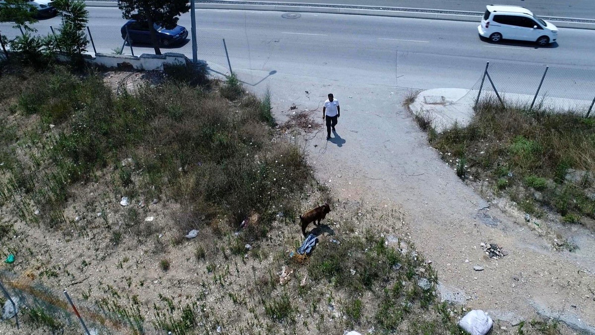 Sultangazi\'de kaçan kurbanlığı yakalama çabası drone ile görüntülendi