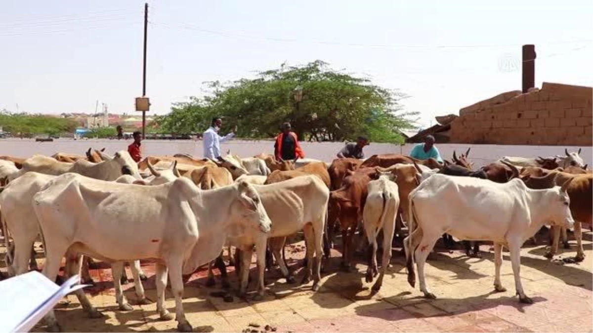 TDV tarafından Somaliland\'da kesilen kurbanlar ihtiyaç sahiplerine ulaştırıldı