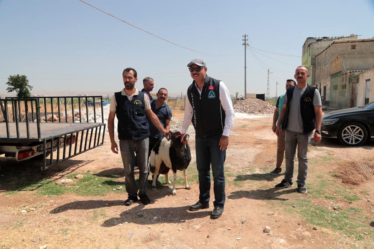 Ailelere kurbanlık hayvan sürprizi