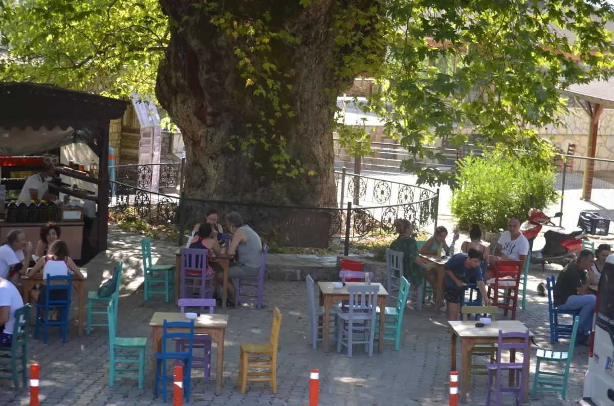 Bayır Mahallesi\'nin simgesi çınar ağacı asırlara meydan okuyor