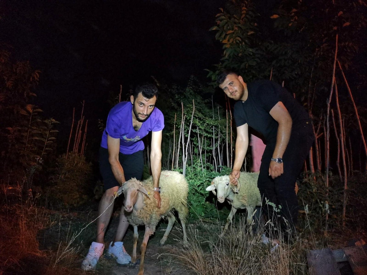 Kaçan 2 kurbanlık koyunu 5 kişilik ekip kayalıklardan kurtardı