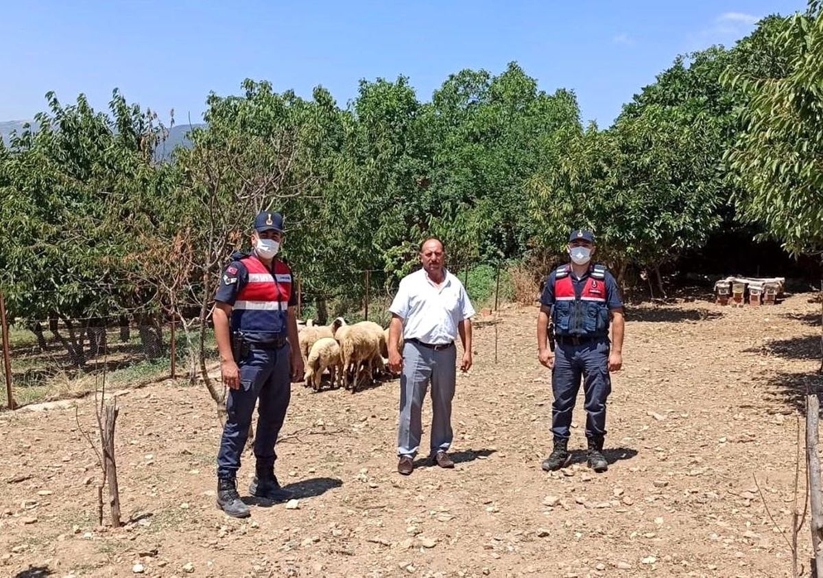 Kaybolan koyunları jandarma buldu