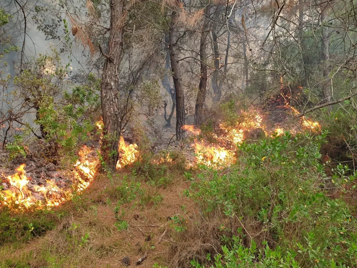 Osmaniye\'deki orman yangını kontrol altına alındı