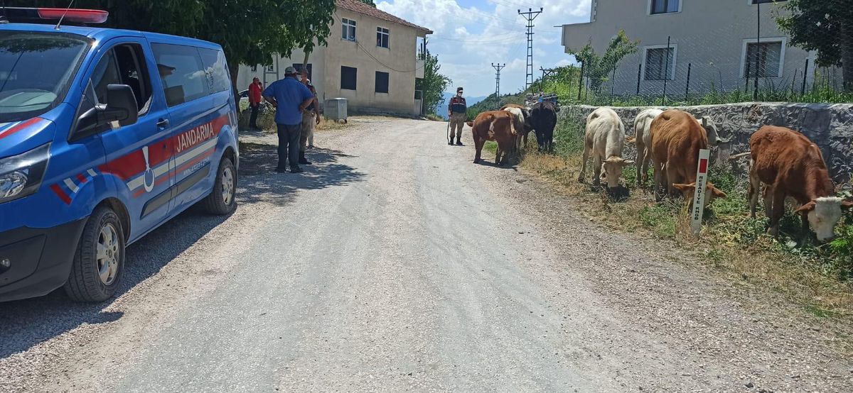 Son dakika haberleri... Tokat\'ta kaybolan büyükbaş hayvanları jandarma buldu
