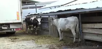Türk Kızılay, Kuzey Makedonya'da ihtiyaç sahiplerine kurban eti ulaştırıyor