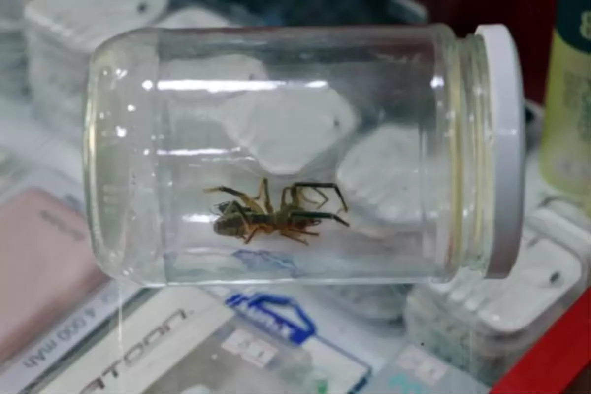 YAKALAYIP, KAVANOZA KOYDUĞU \'SARIKIZ\' ÖRÜMCEĞİNE İŞ YERİNDE BAKIYOR