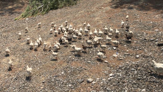 Araziye terk edilen yaklaşık 300 civciv korumaya alındı