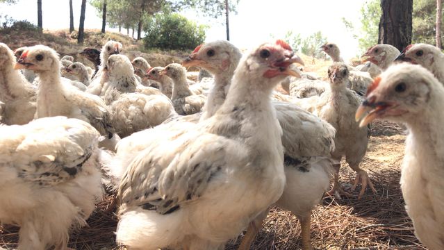 Araziye terk edilen yaklaşık 300 civciv korumaya alındı