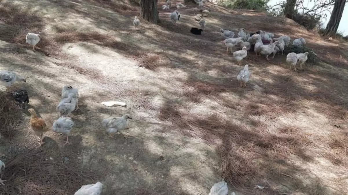 Ölüme terk edilen yüzlerce civcivi, vatandaşın ihbarı kurtardı! Ömer Çelik, olayla ilgili harekete geçildiğini duyurdu