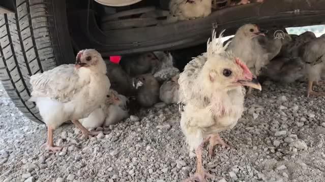 Araziye terk edilen yaklaşık 300 civciv korumaya alındı