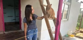 Bayramda evcil hayvan otelleri yoğun ilgi gördü