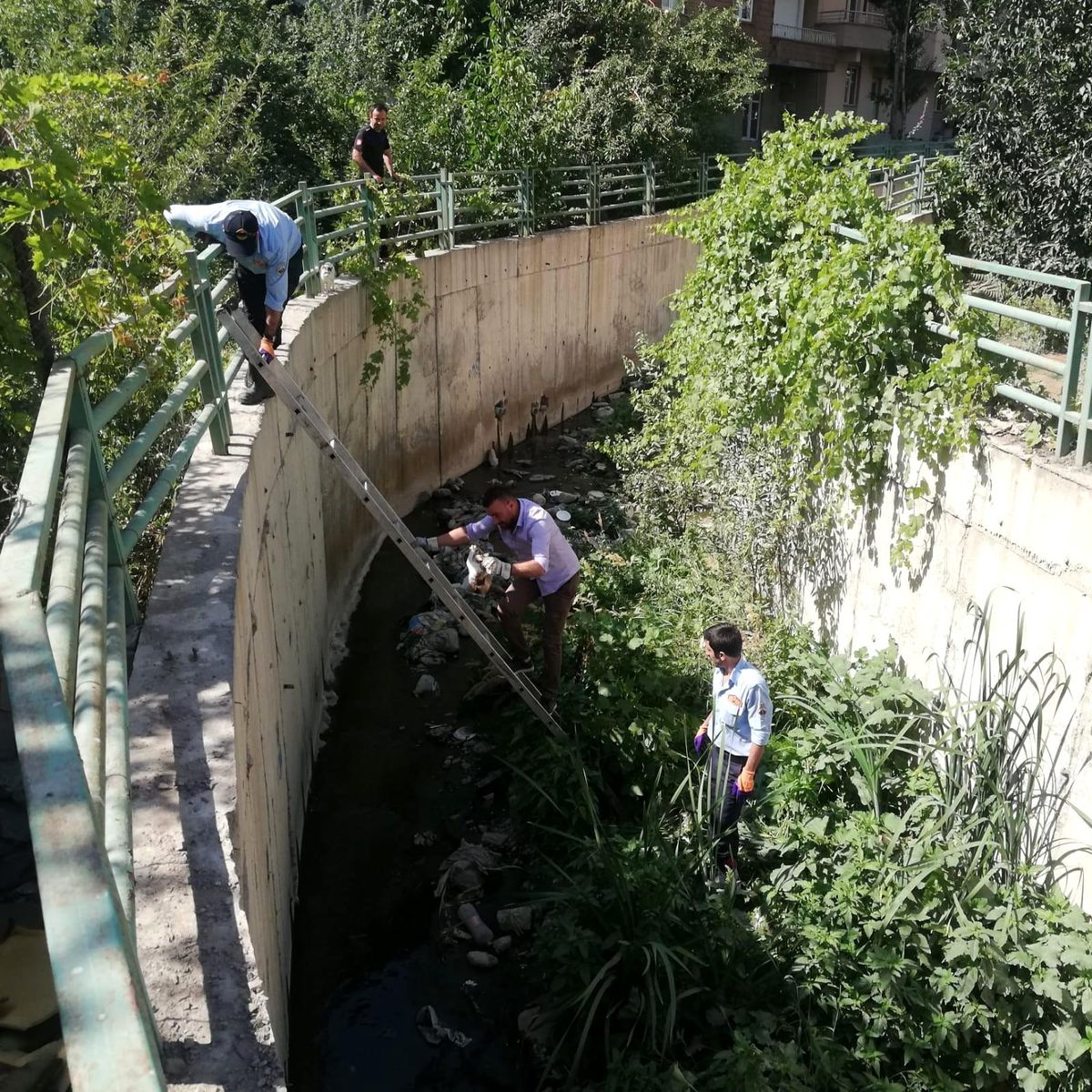 Hakkari\'de dere yatağına düşen kedi kurtarıldı