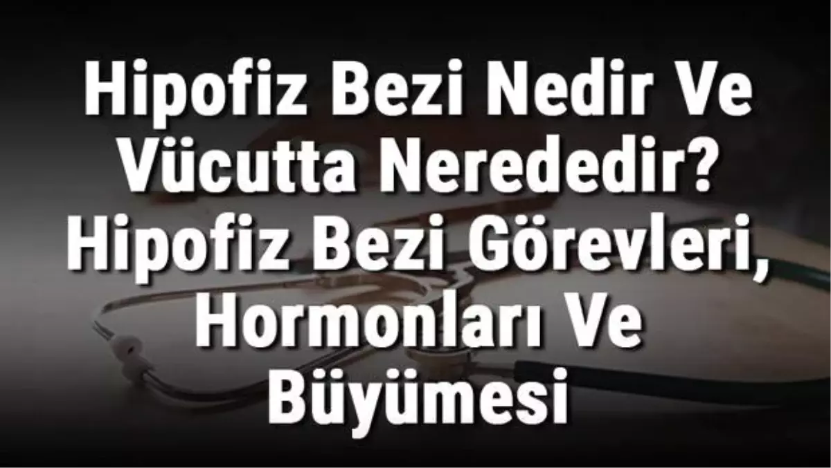 Hipofiz Bezi Nedir ve Vücutta Nerededir? Hipofiz Bezi Görevleri, Hormonları ve Büyümesi