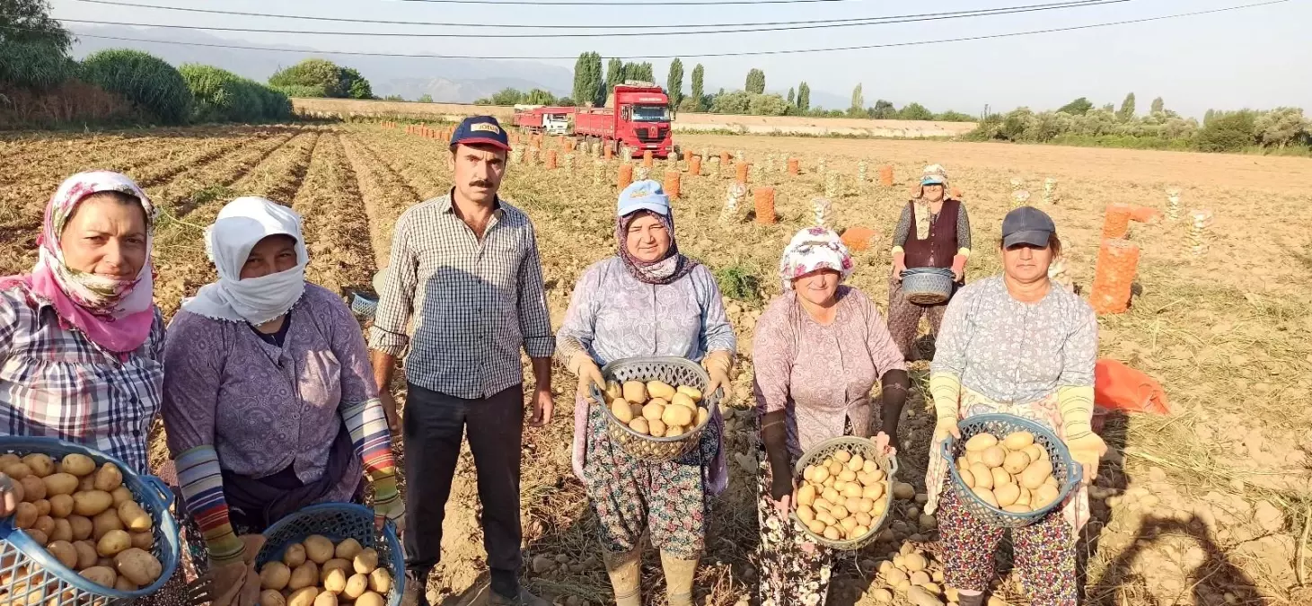 Ödemiş patatesinde ikinci ürün zamanı