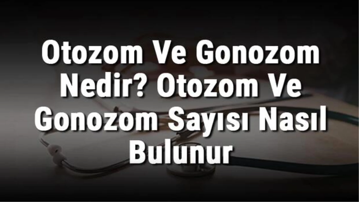 Otozom ve Gonozom Nedir? Otozom ve Gonozom Sayısı Nasıl Bulunur