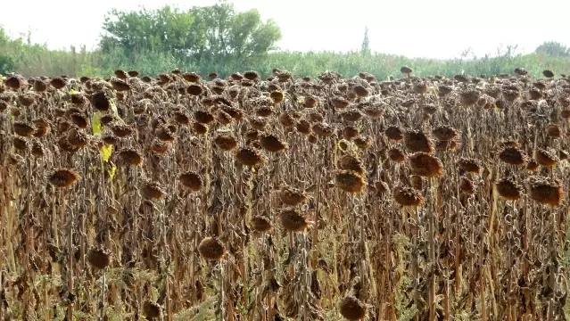 Çukurova'da ayçiçek tarlasında çifte bayram Çukurova'da ayçiçek tarlasında çifte bayram