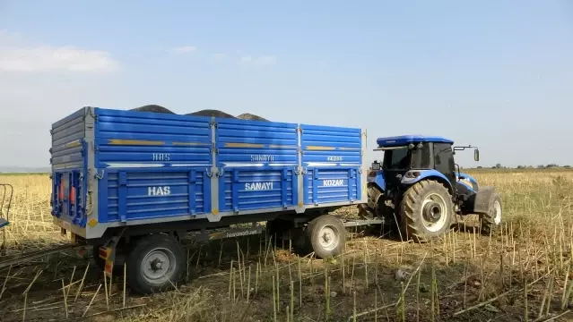 Çukurova'da ayçiçek tarlasında çifte bayram Çukurova'da ayçiçek tarlasında çifte bayram