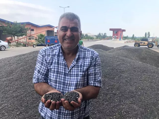 Çukurova'da ayçiçek tarlasında çifte bayram Çukurova'da ayçiçek tarlasında çifte bayram