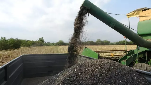 Çukurova'da ayçiçek tarlasında çifte bayram Çukurova'da ayçiçek tarlasında çifte bayram