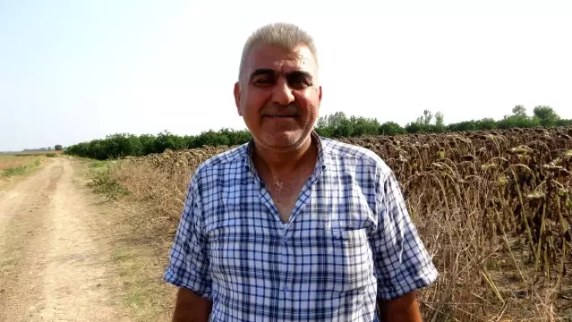 Çukurova'da ayçiçek tarlasında çifte bayram Çukurova'da ayçiçek tarlasında çifte bayram